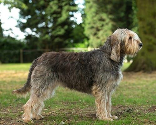 Otterhound, an illustration of the British dog breed