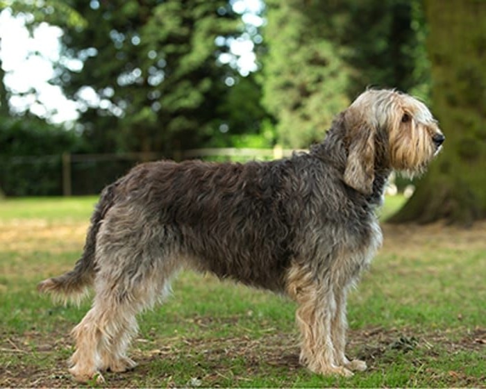 Otterhound