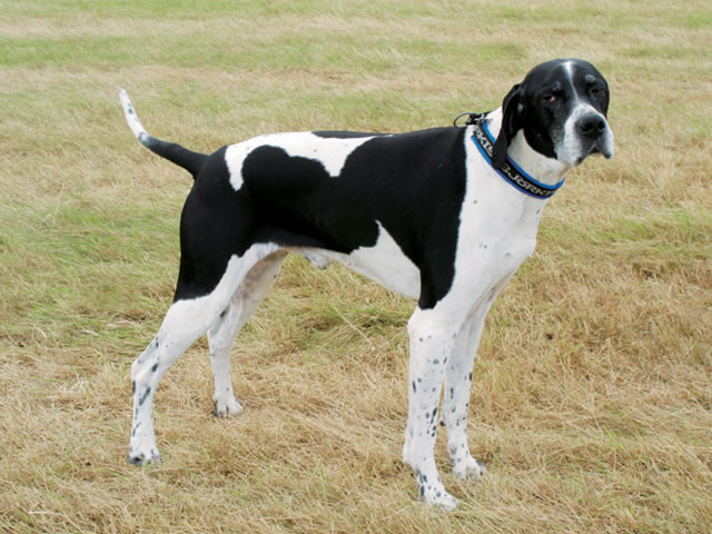 Pointer