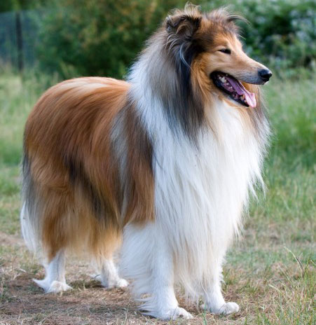 Rough Collie