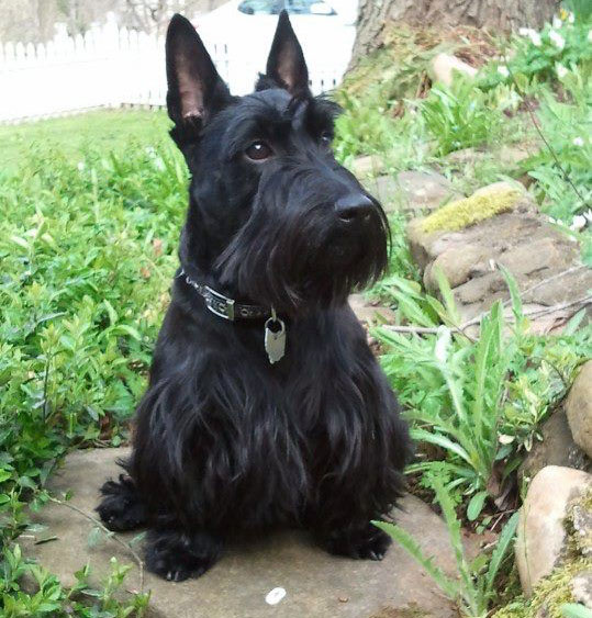Scottish Terrier