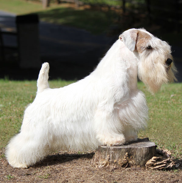 Sealyham Terrier