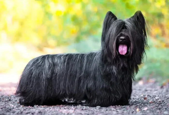Skye Terrier