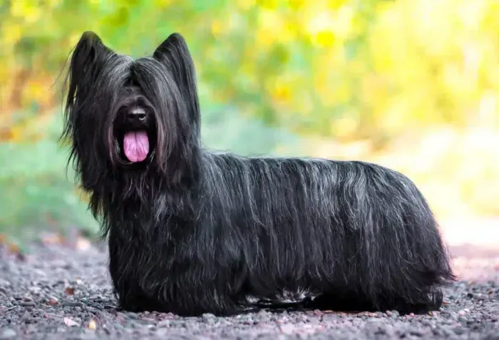 Skye Terrier