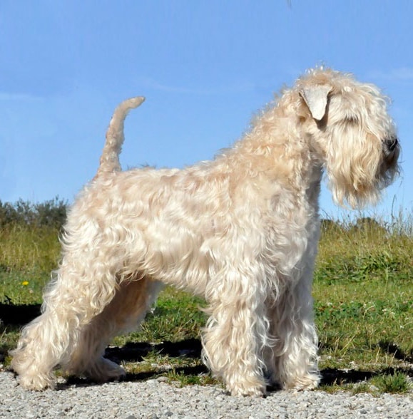 Soft-Coated Wheaten Terrier