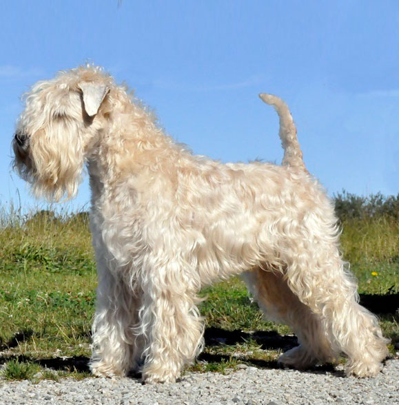 Soft-Coated Wheaten Terrier