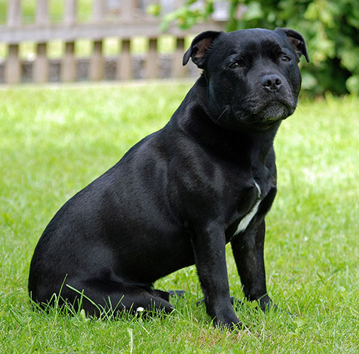 Staffordshire Bull Terrier