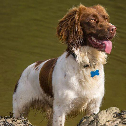Welsh Springer Spaniel