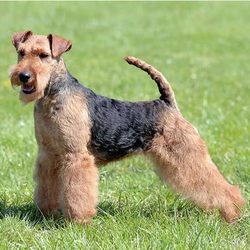 Welsh Terrier