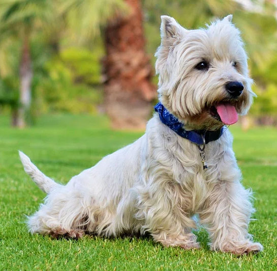West Highland White Terrier
