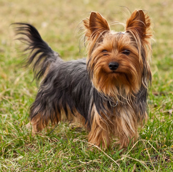 Yorkshire Terrier