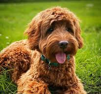 A red curly-coated Cockapoo lying on the grass, tongue out, wearing a green collar.