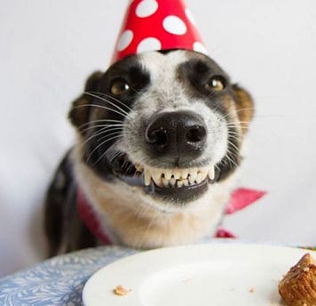 A grinning dog in a red polka-dot party hat baring its teeth in a smile over a plate of birthday treats.