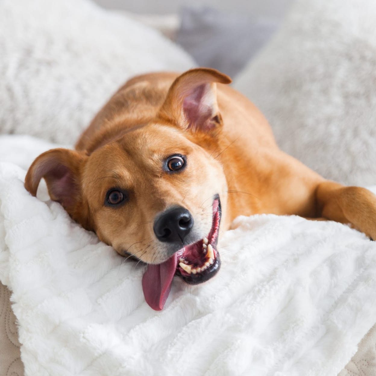 A happy tan dog sprawled on its side on a fluffy white blanket, tongue lolling, looking up at the camera.