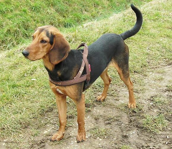 Laconian tracking Hounds, an illustration of the British dog breed