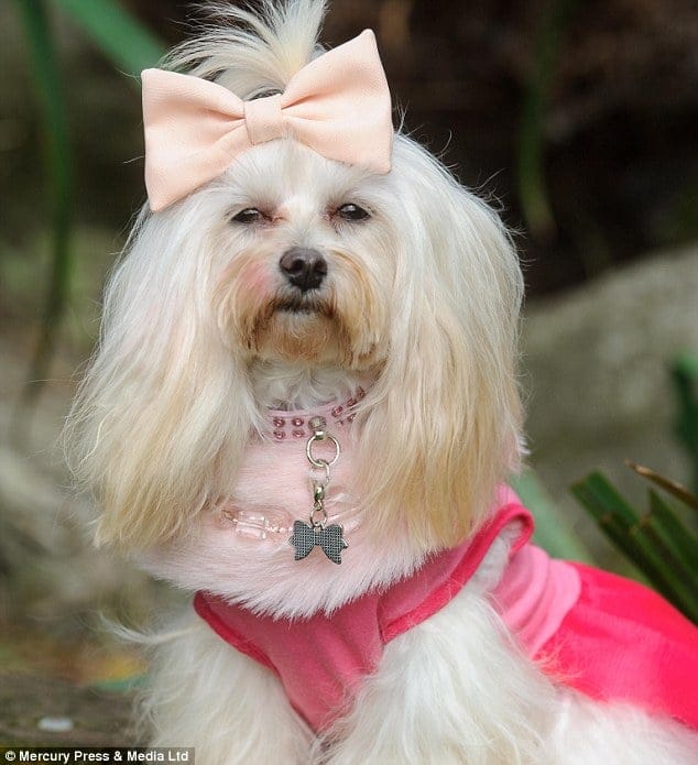 A modern Cockapoo, one of Britain's most popular dogs today