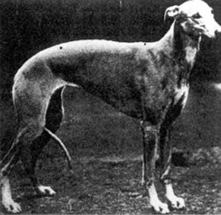 A Greyhound being presented in a dog show ring
