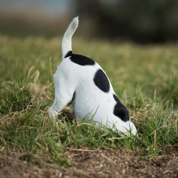 A black-and-white terrier seen from behind with its head down a hole in the grass and its tail up, digging into the earth.