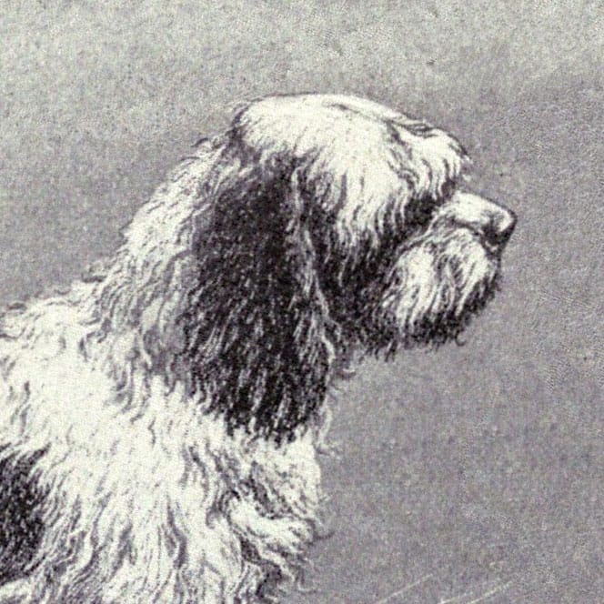 An antique illustration of a shaggy, curly-coated water dog's head in profile.