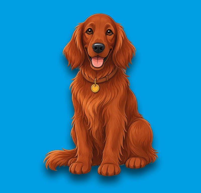 Irish Setter