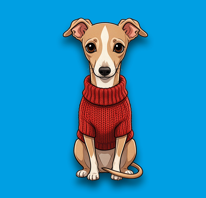 Italian Greyhound