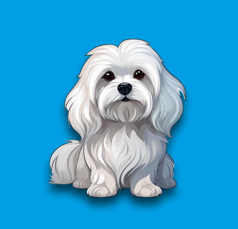 Maltese