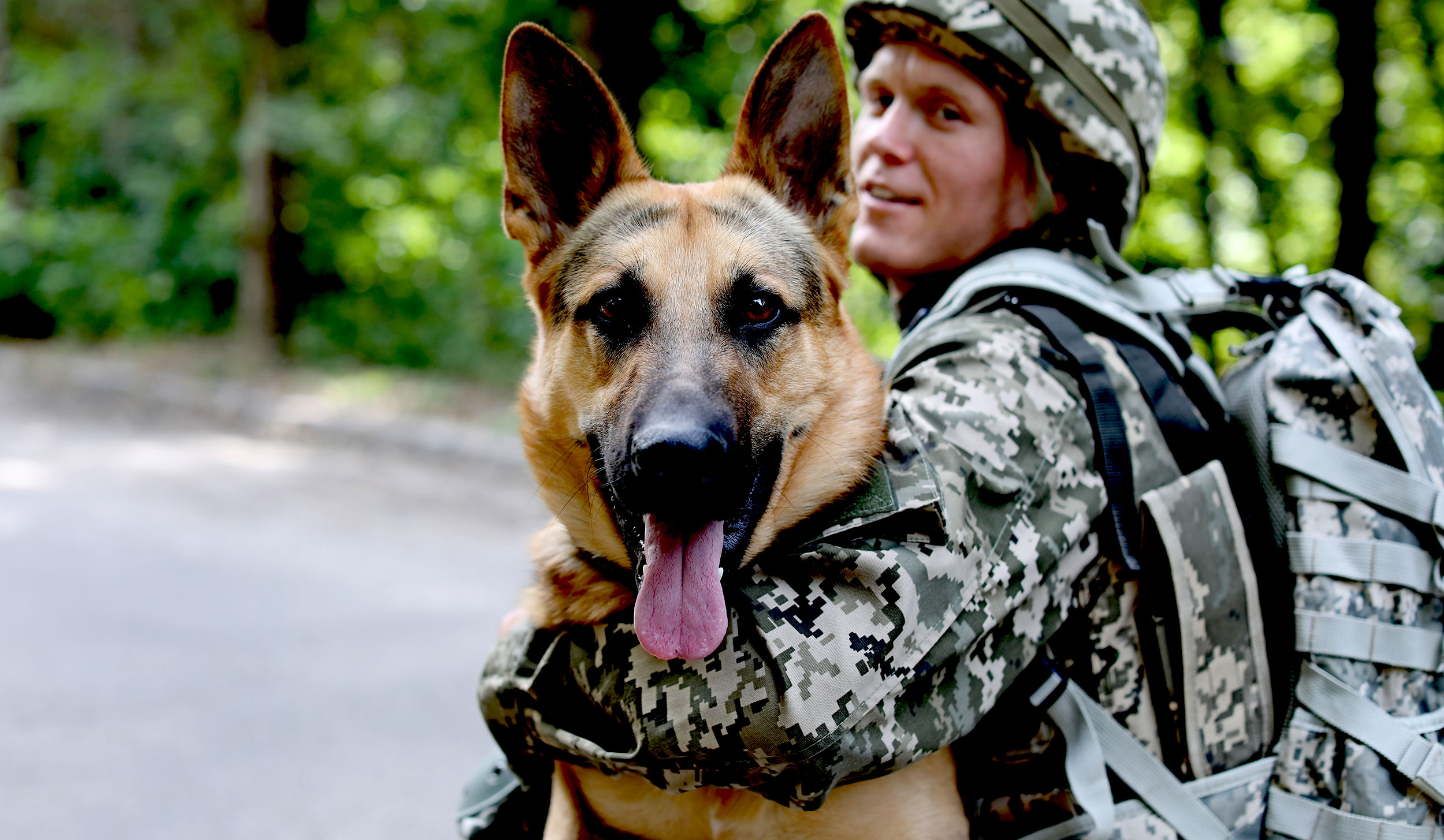 A military working dog at work with its handler.