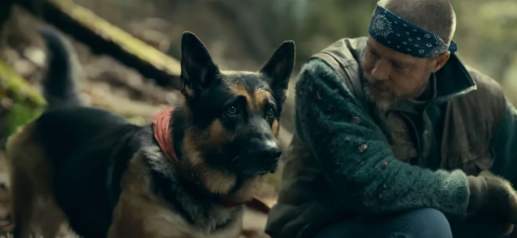 Odin, the retired combat dog of Heart of the Beast, played by a German Shepherd called Uber.