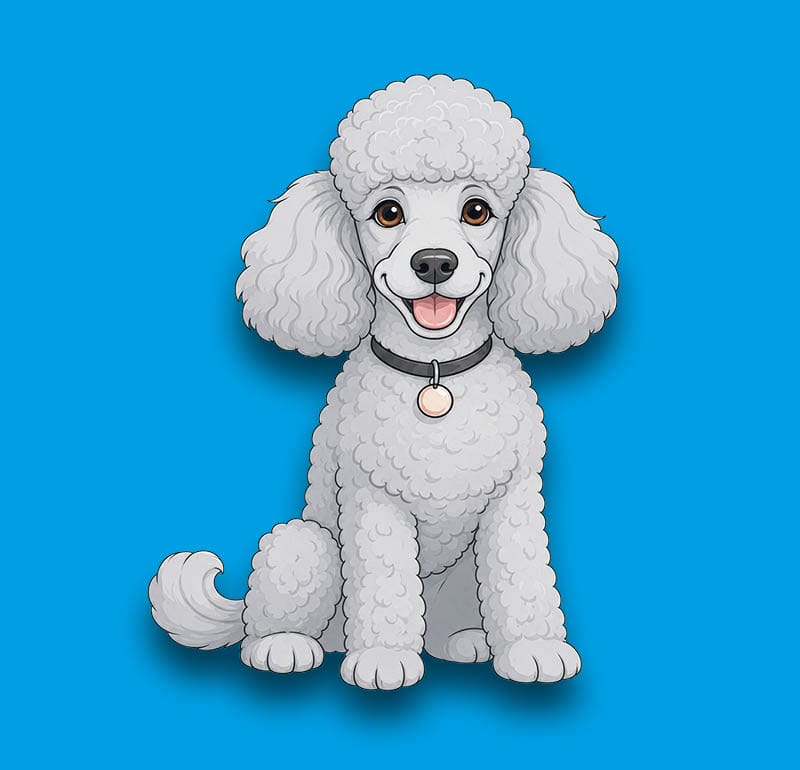 Poodle