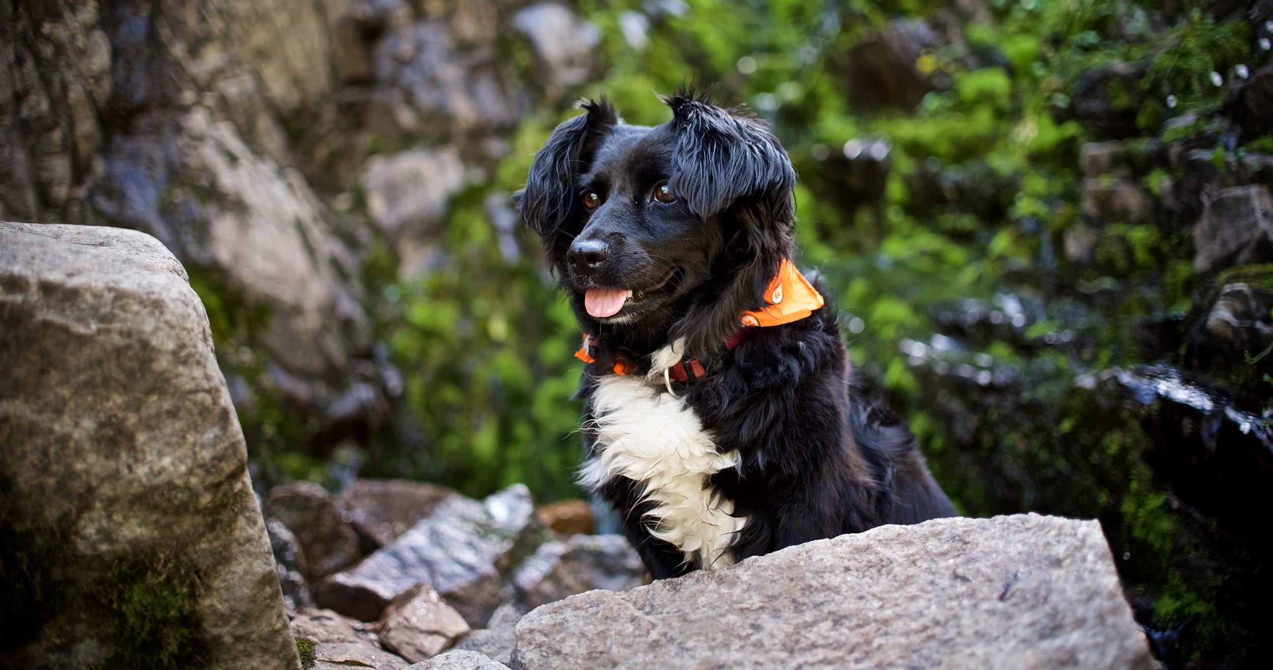 a search and rescue dog working across open moorland