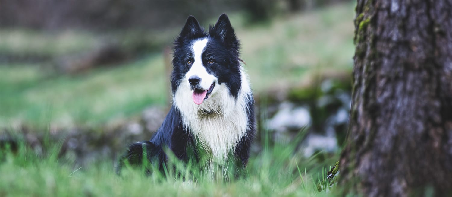 a black and white Border Collie sitting in long grass in a field