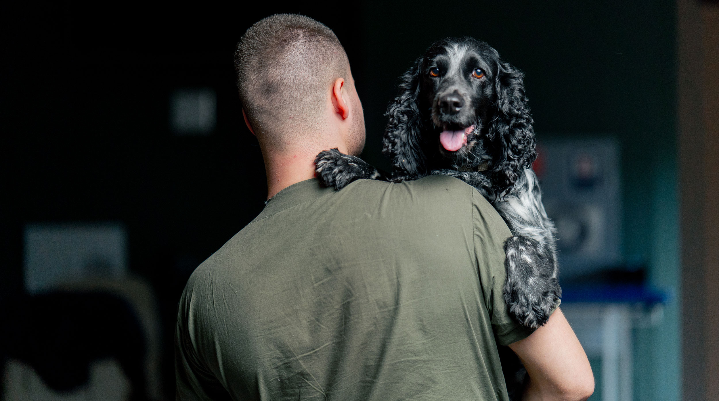 A working spaniel, the breed of Britain's first digital detection dog.